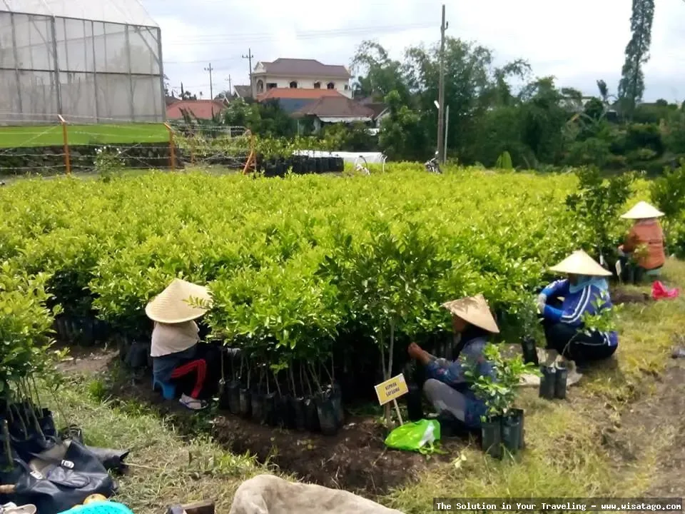 Kampoeng Goenoeng: suasana pedesaan asri