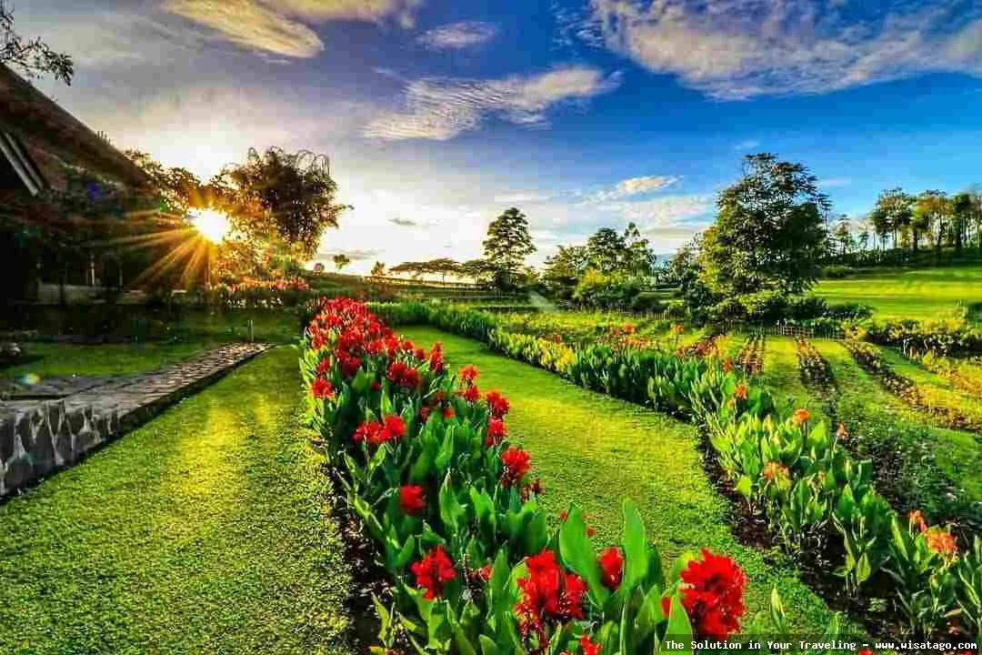 Kebun Mawar Situhapa indah mempesona.