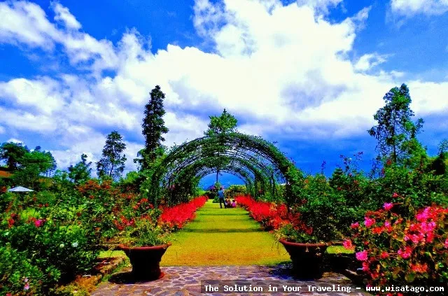 Kebun Mawar Situhapa, hamparan bunga indah.