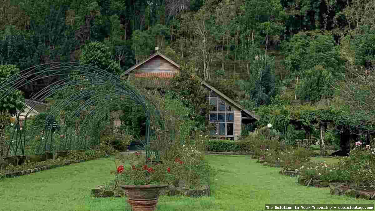 Kebun Mawar Situhapa indah mempesona.