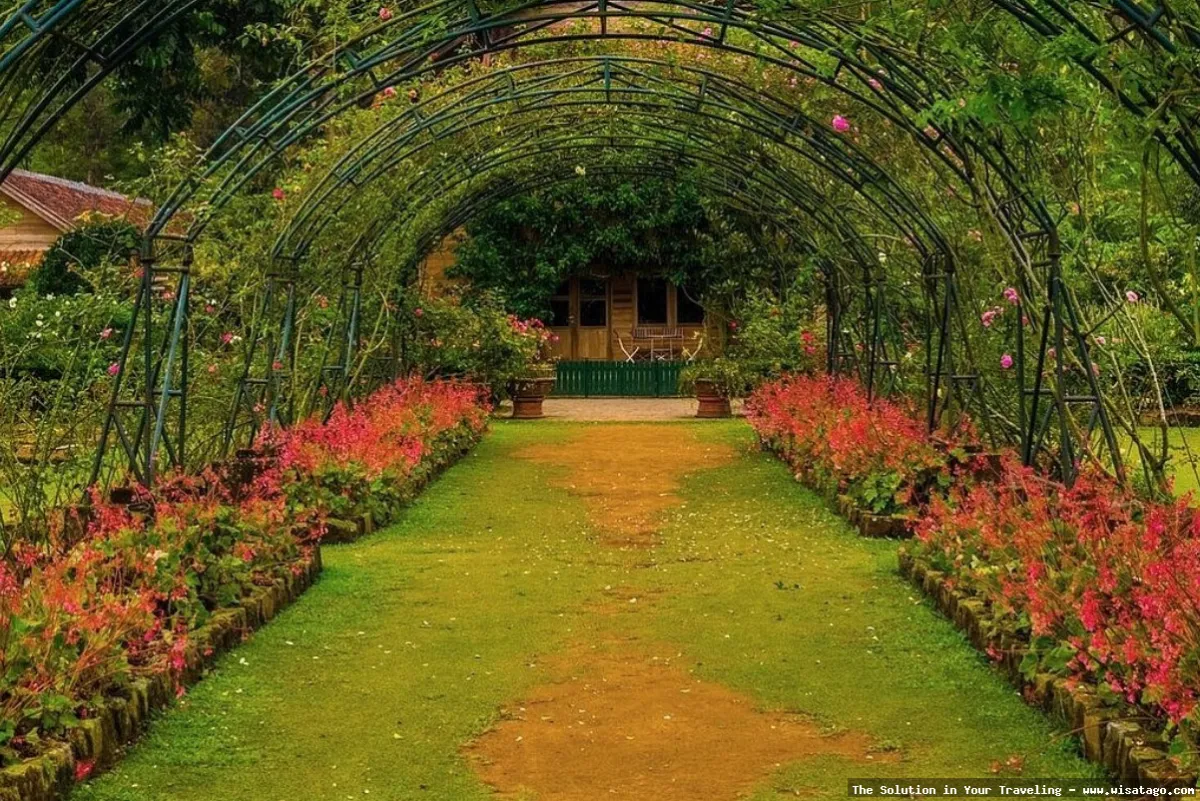 Kebun Mawar Situhapa yang menawan hati