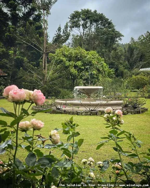 Kebun Mawar Situhapa indah dan mempesona