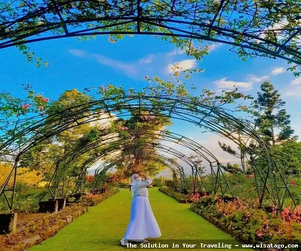 Kebun Mawar Situhapa, hamparan bunga indah