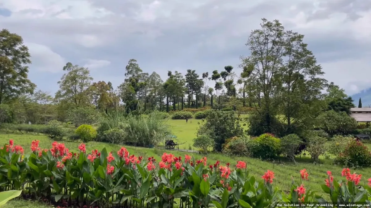 Kebun Mawar Situhapa indah mempesona