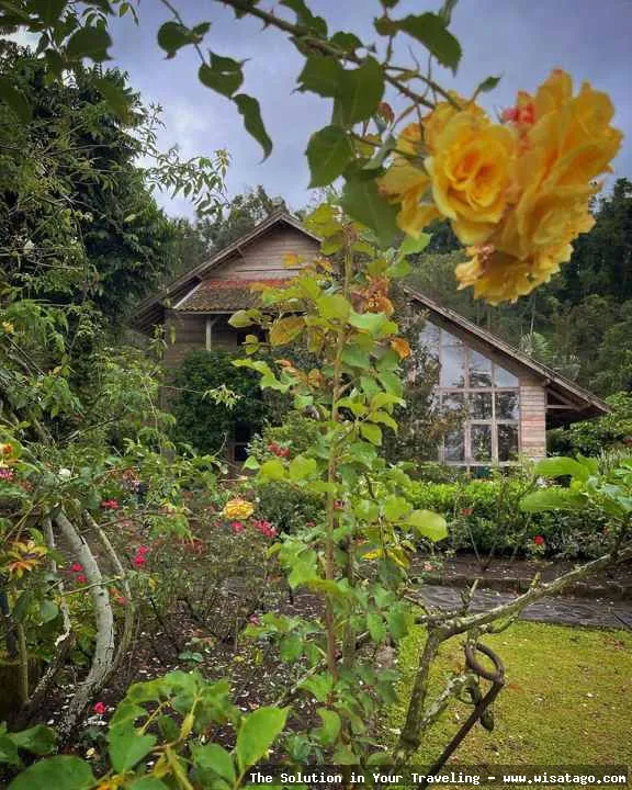 Kebun Mawar Situhapa, hamparan mawar indah