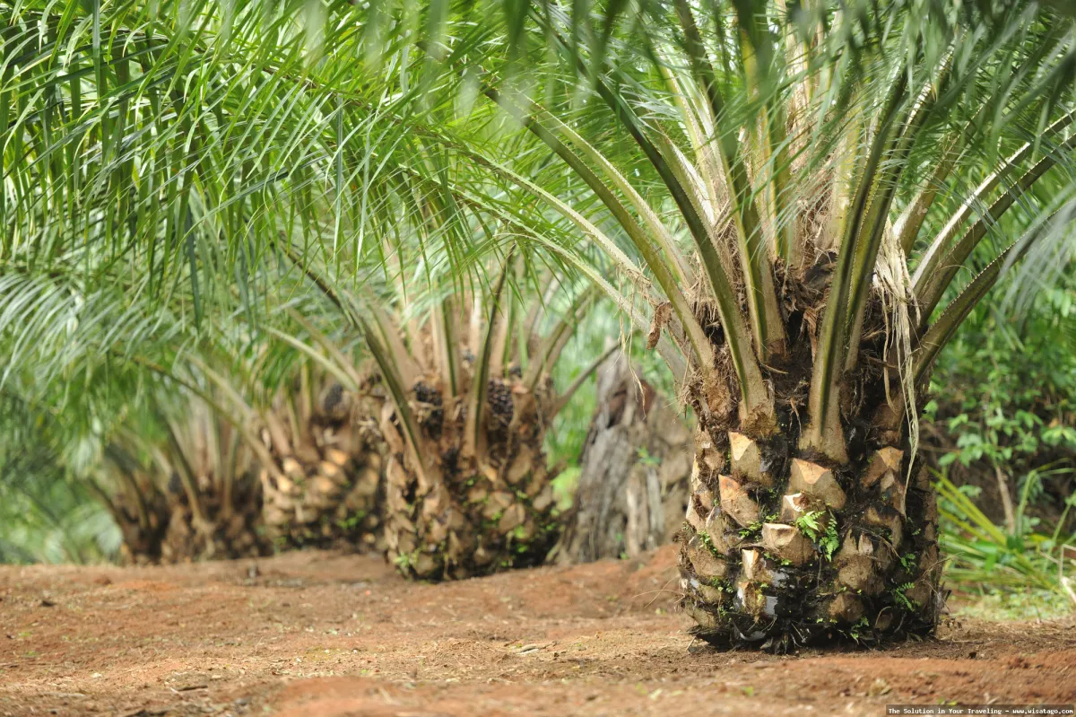 Kebun Sawit Jasli: Tips, Harga Tiket, Kuliner, Lokasi, Fasilitas dan Spot Kebun Sawit Jasli: Tips, Harga Tiket, Kuliner, Lokasi, Fasilitas dan Spot