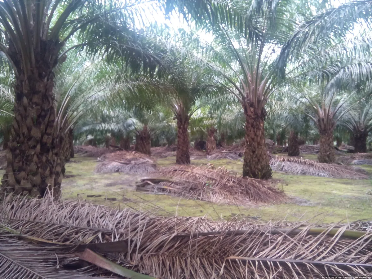 Kebun Sawit Jasli yang hijau subur