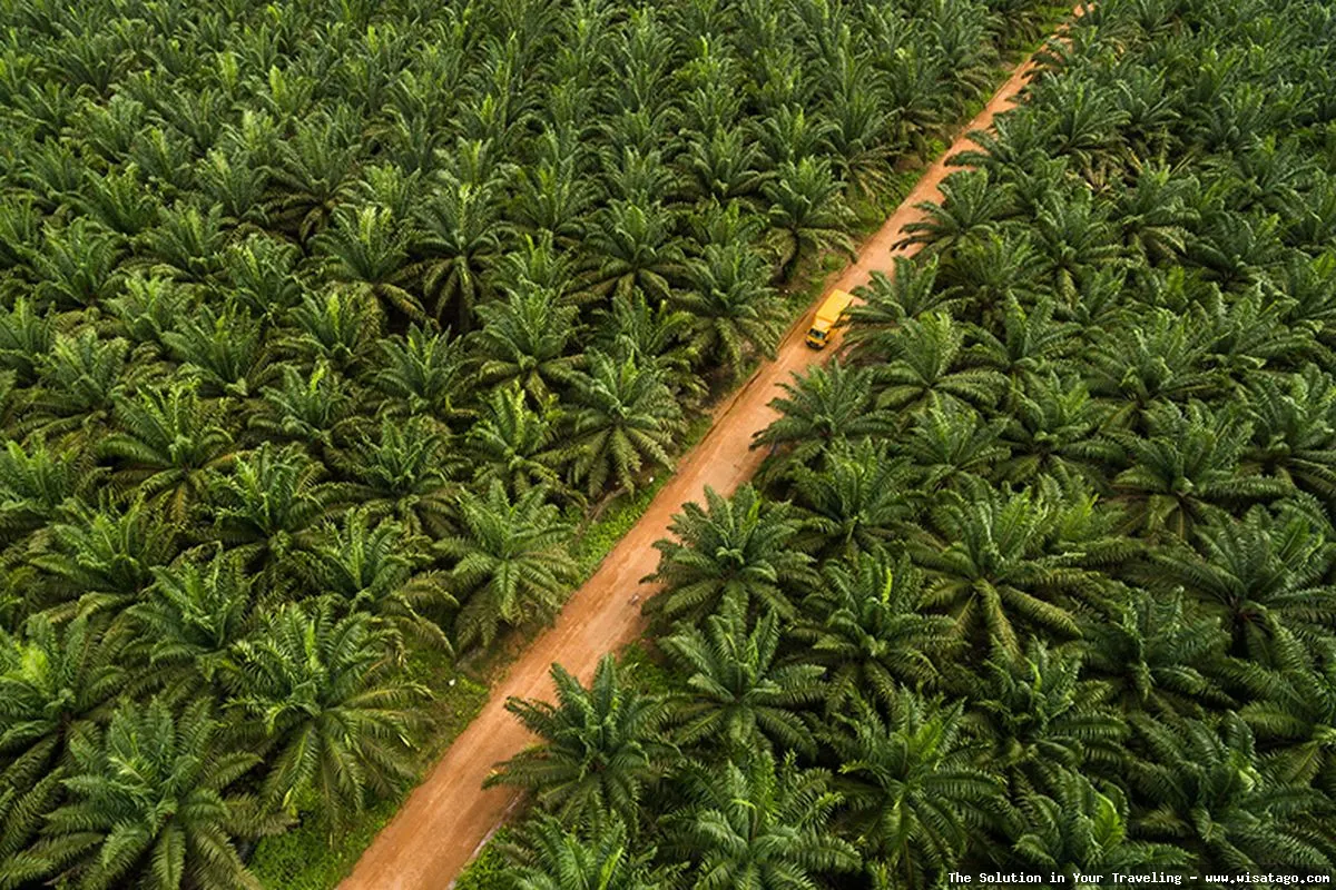 Kebun Sawit Jasli yang hijau subur