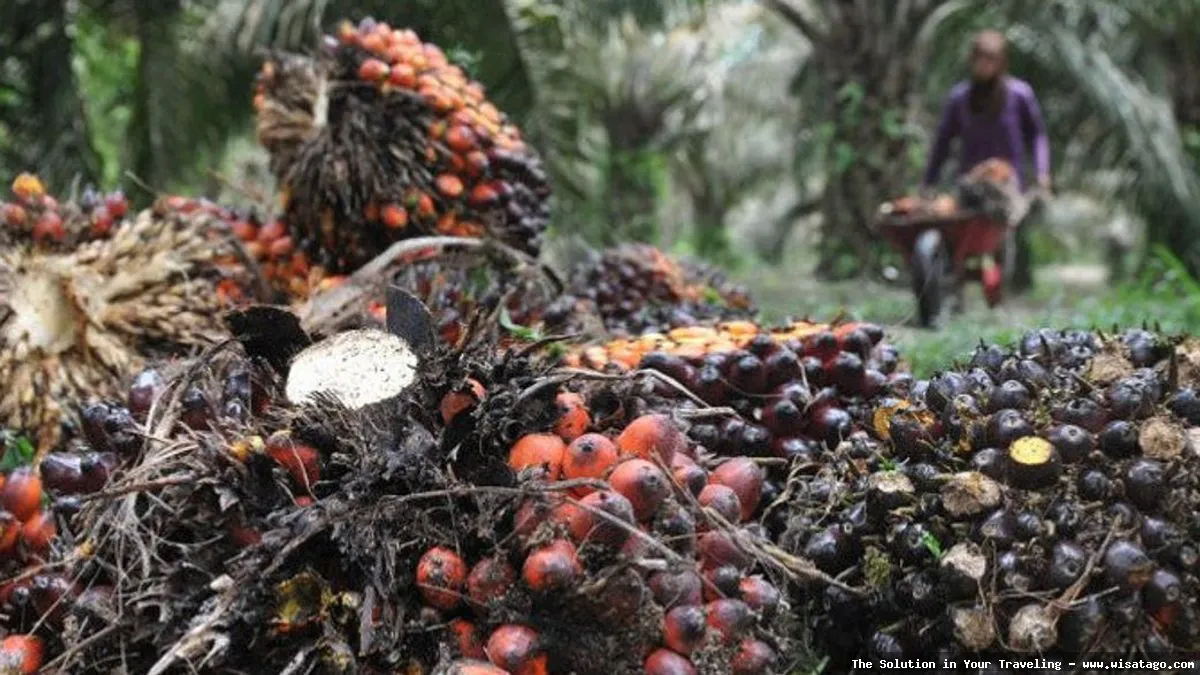 Kebun Sawit Jasli yang hijau subur