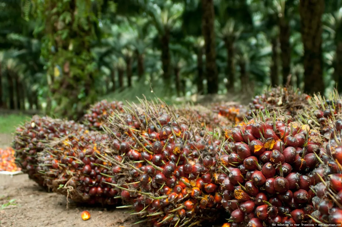 Kebun Sawit Jasli, pemandangan menghijau