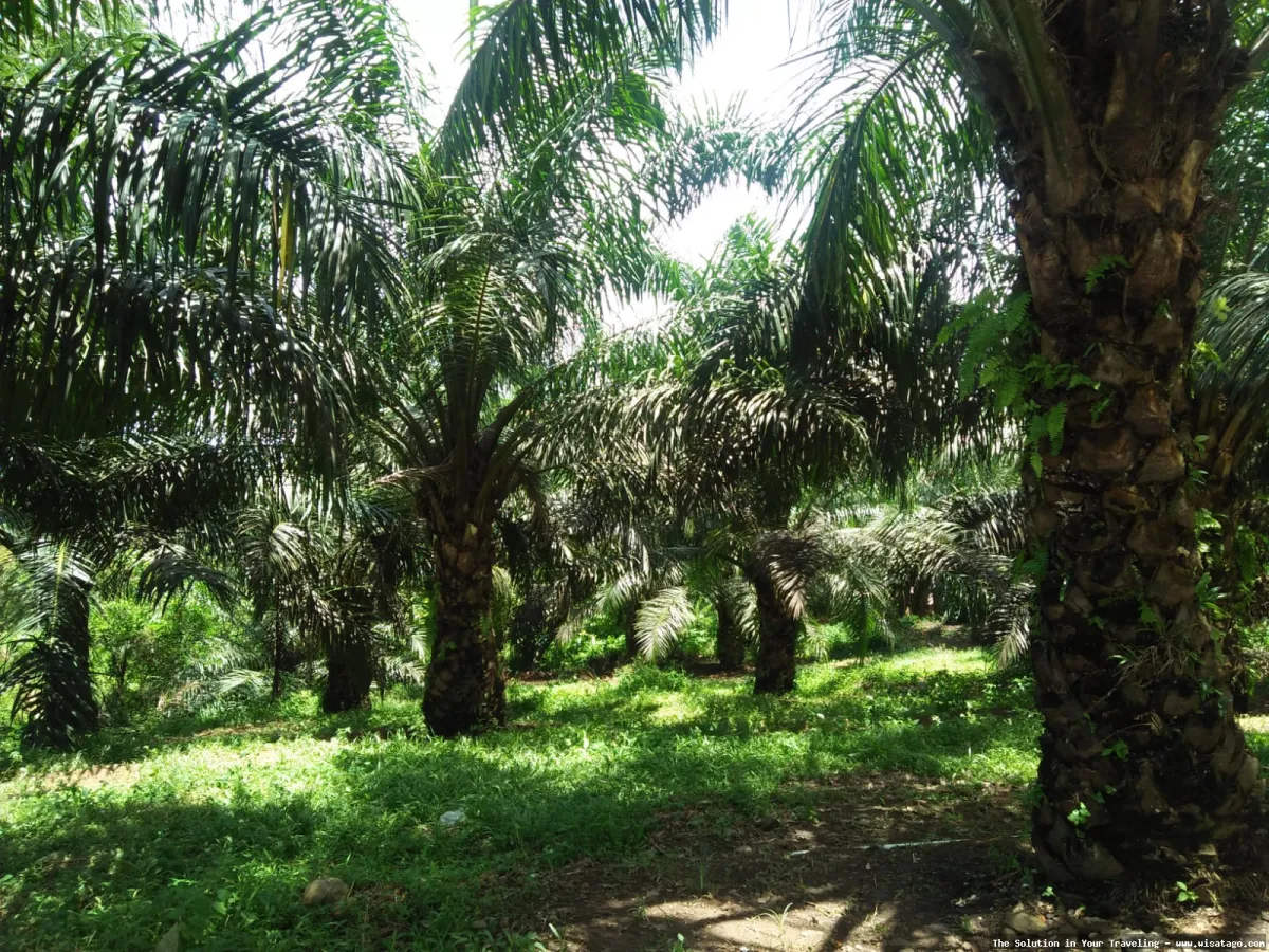 Kebun Sawit Jasli yang menghijau asri