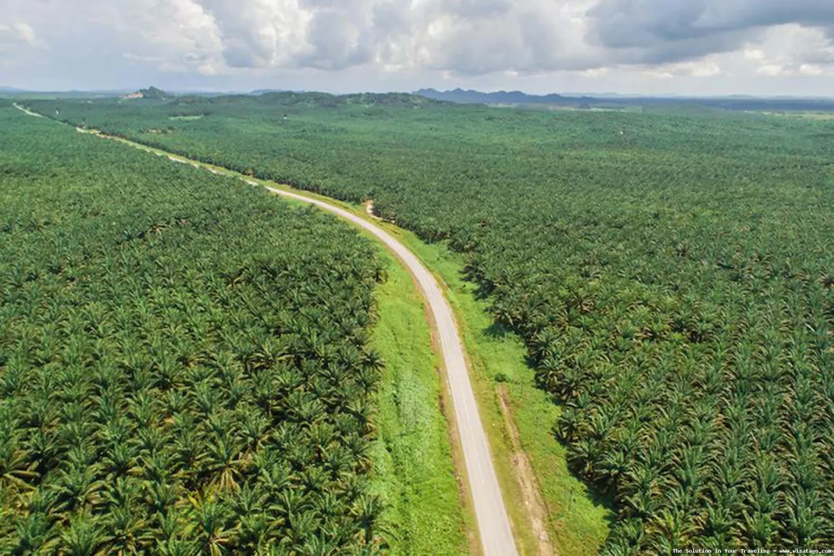 Kebun Sawit Jasli yang hijau subur