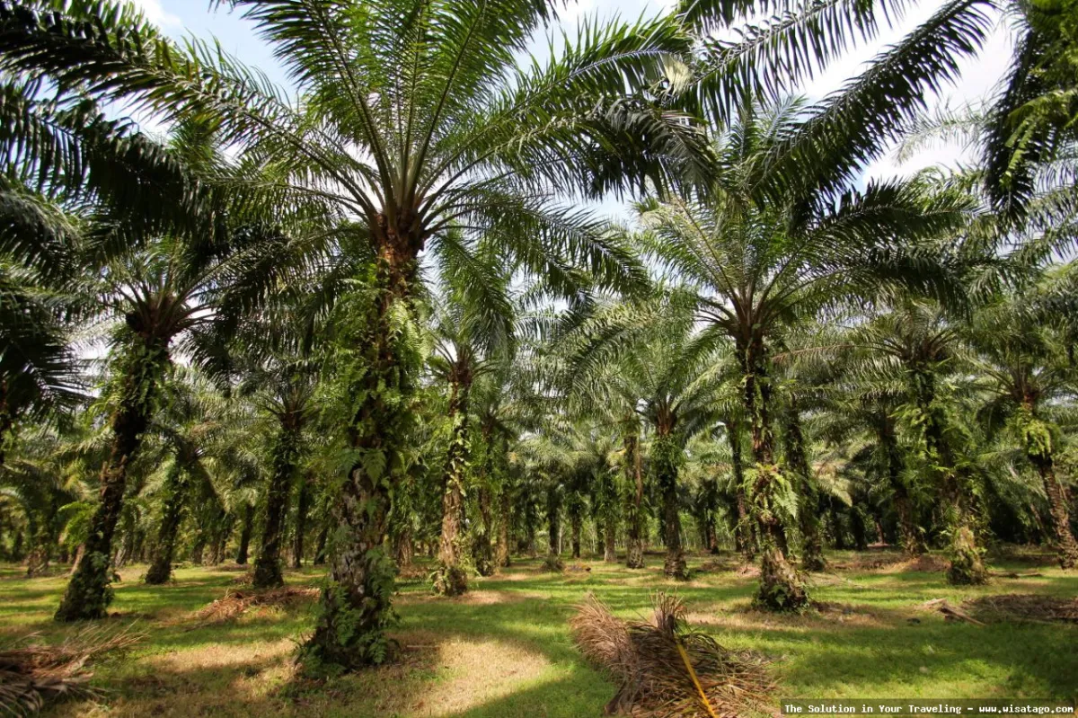 Kebun Sawit Jasli yang menghijau luas