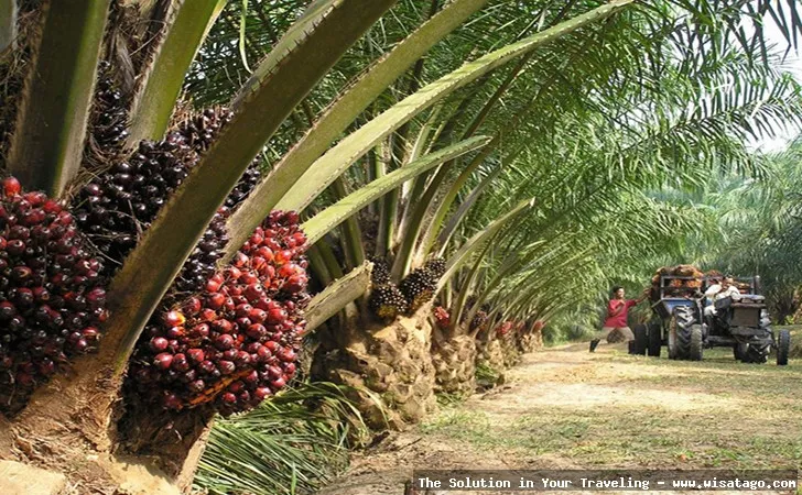 Kebun Sawit Jasli yang hijau subur
