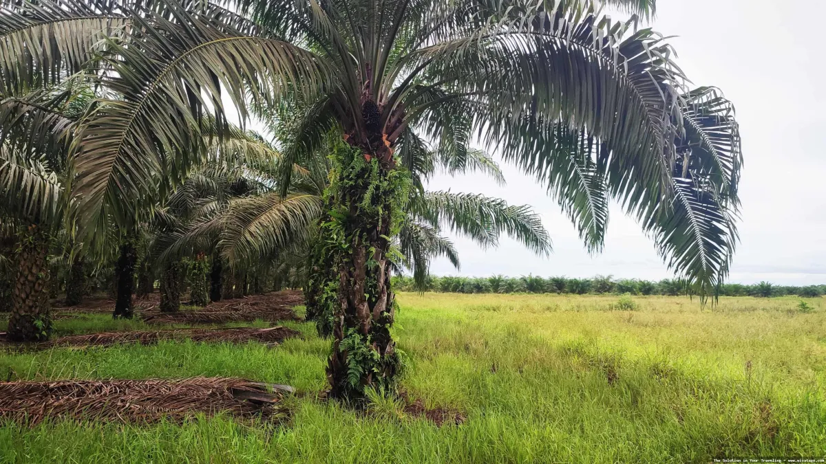 Kebun Sawit Jasli yang hijau subur