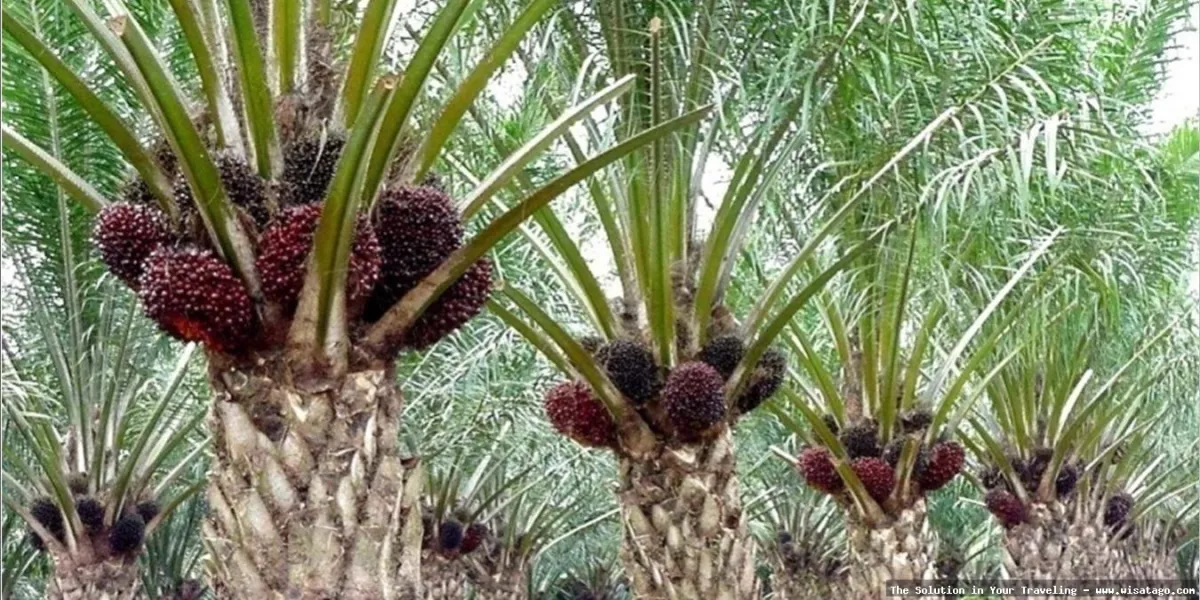Kebun Sawit Jasli yang hijau subur