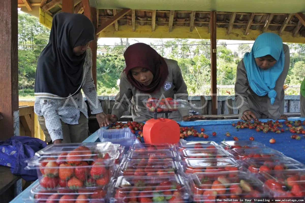 Kebun Stroberi Organis Afdeling: Tips, Harga Tiket, Kuliner, Lokasi, Fasilitas dan Spot Kebun Stroberi Organis Afdeling: Tips, Harga Tiket, Kuliner, Lokasi, Fasilitas dan Spot