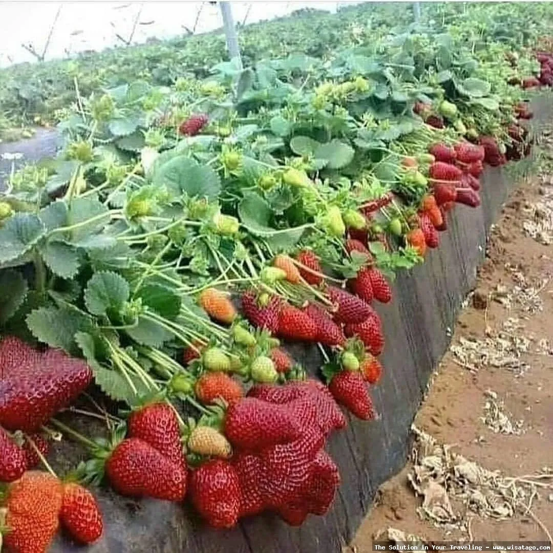 Kebun Stroberi Organis Afdeling yang hijau