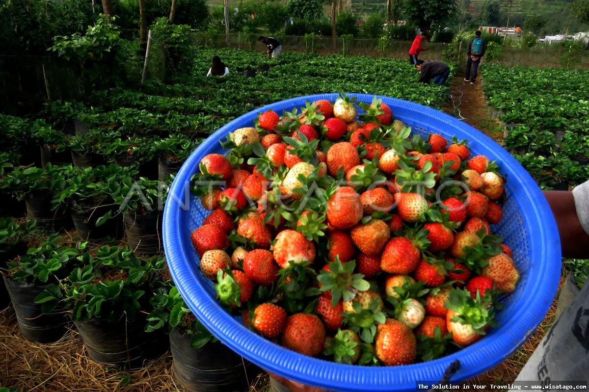 Kebun Stroberi Organis Afdeling yang subur