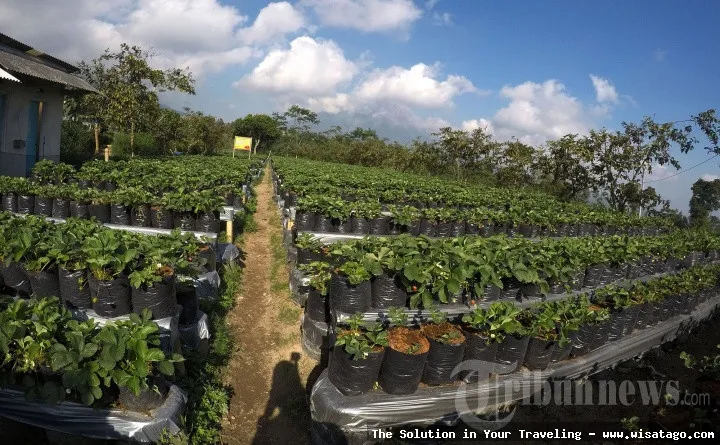 Kebun Stroberi Organis Afdeling yang segar