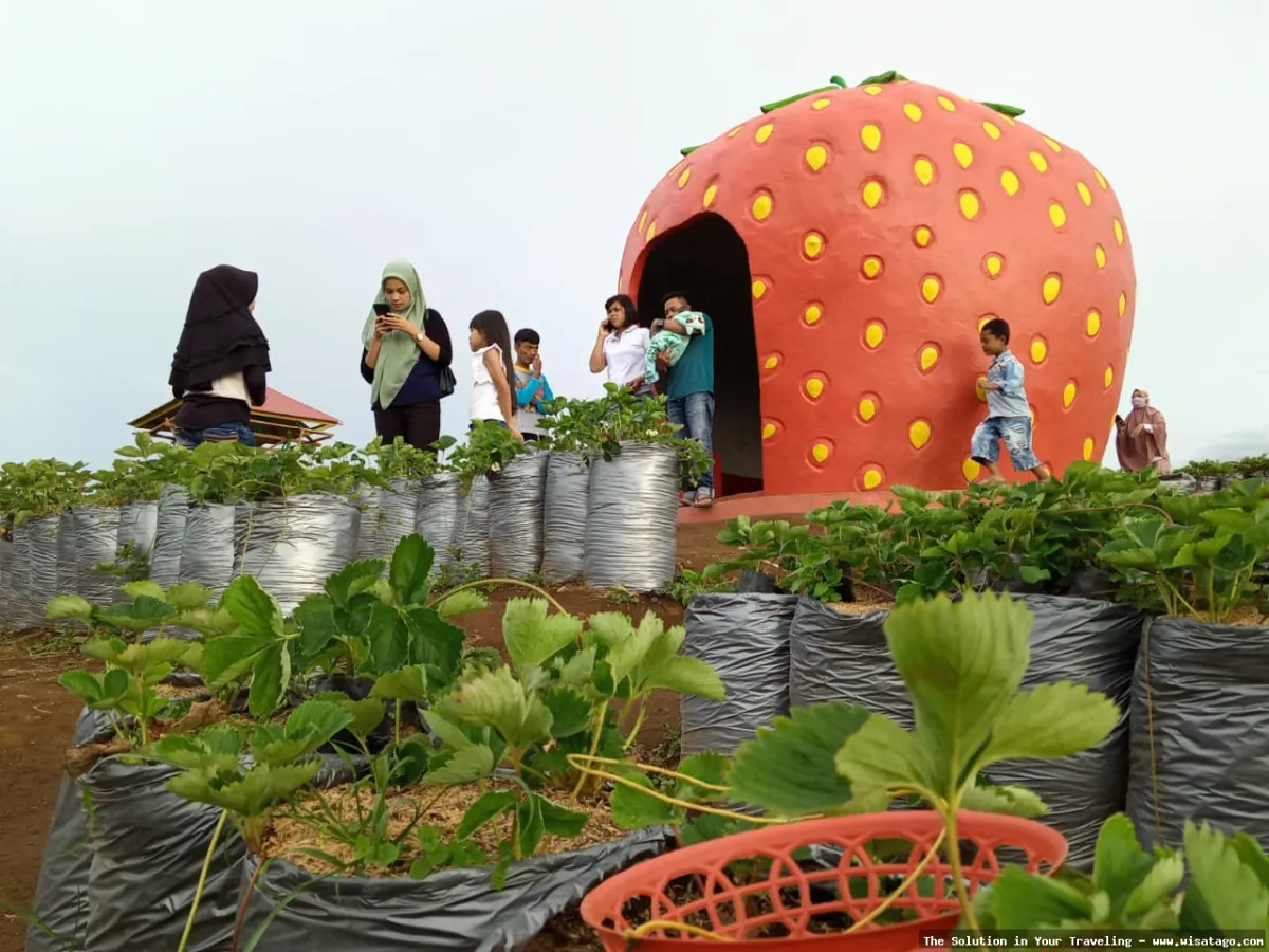 Kebun Stroberi Organis Afdeling yang segar