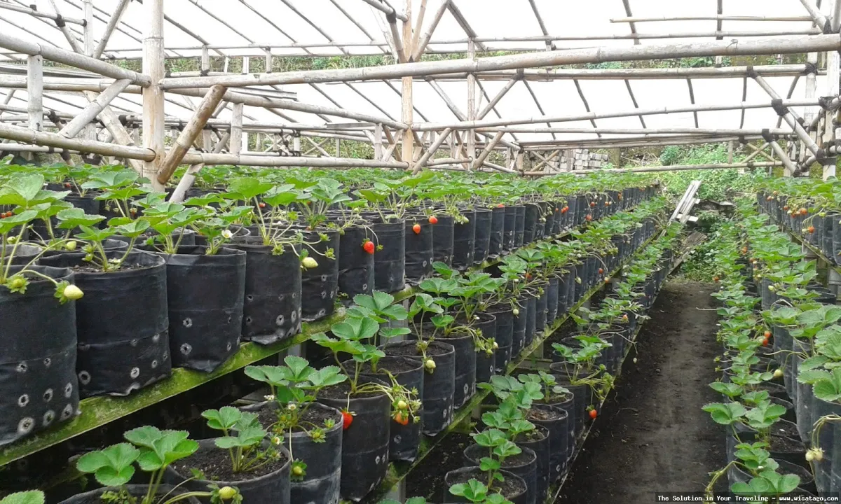Kebun Stroberi Organis Afdeling yang segar