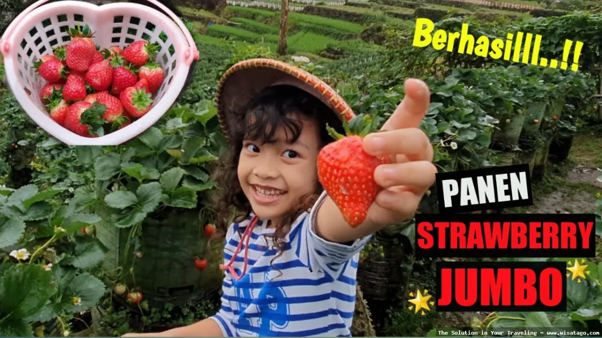 Kebun Stroberi Organis Afdeling, panen berlimpah