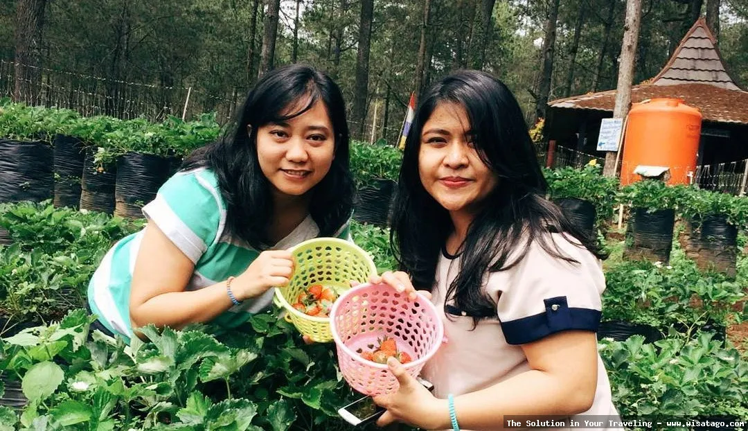 Kebun Stroberi Organis Afdeling yang hijau