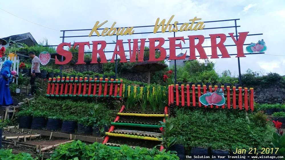 Kebun Stroberi Organis Afdeling yang segar