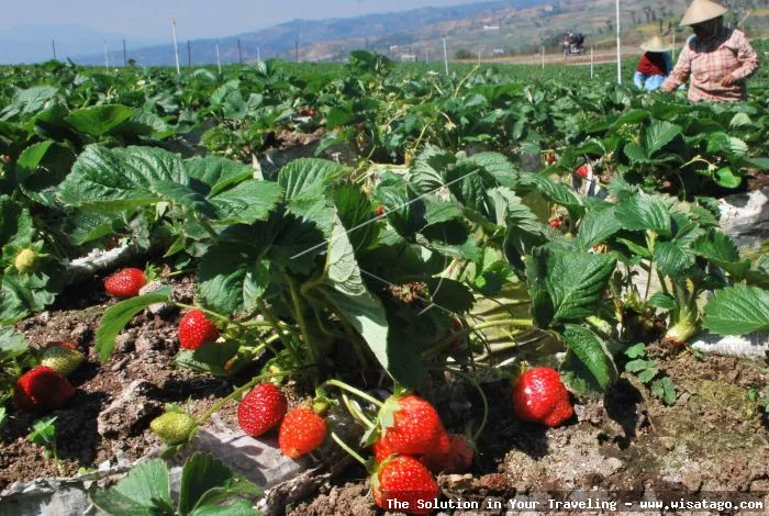 Kebun Stroberi Organis Afdeling yang segar