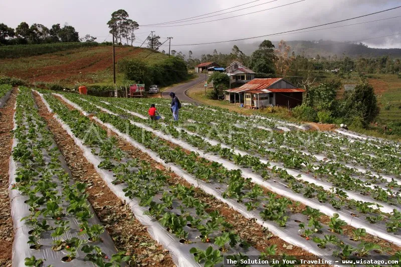 Kebun Stroberi Organis Afdeling yang segar