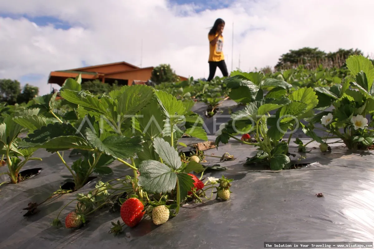 Kebun Stroberi Organis Afdeling yang segar