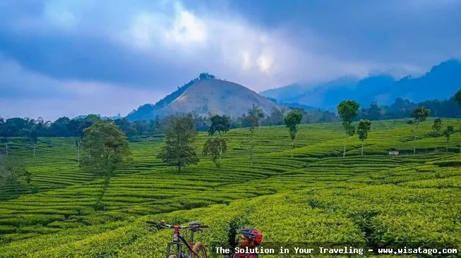 Kebun Teh Ptpn Wonosari nan hijau