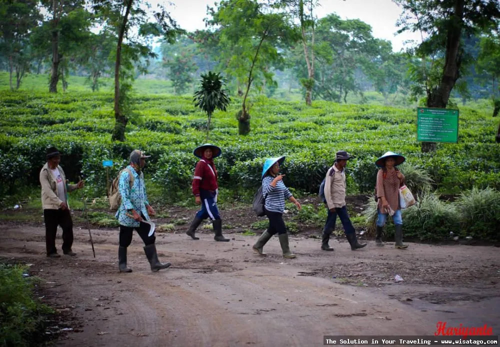Kebun Teh Ptpn Wonosari nan hijau
