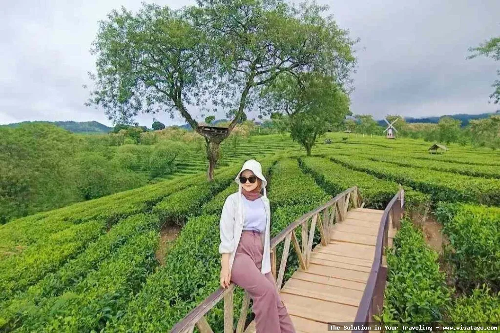 Kebun Teh Ptpn Wonosari nan hijau
