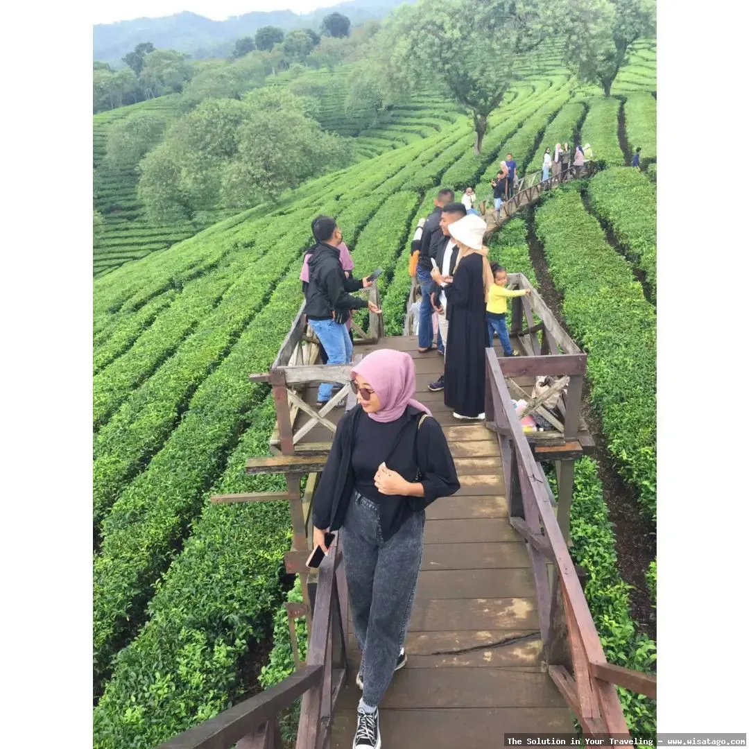Kebun Teh Ptpn Wonosari nan hijau