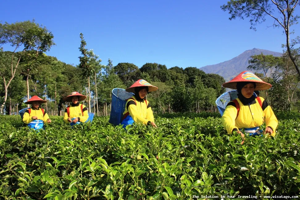 Kebun Teh Ptpn Wonosari nan hijau