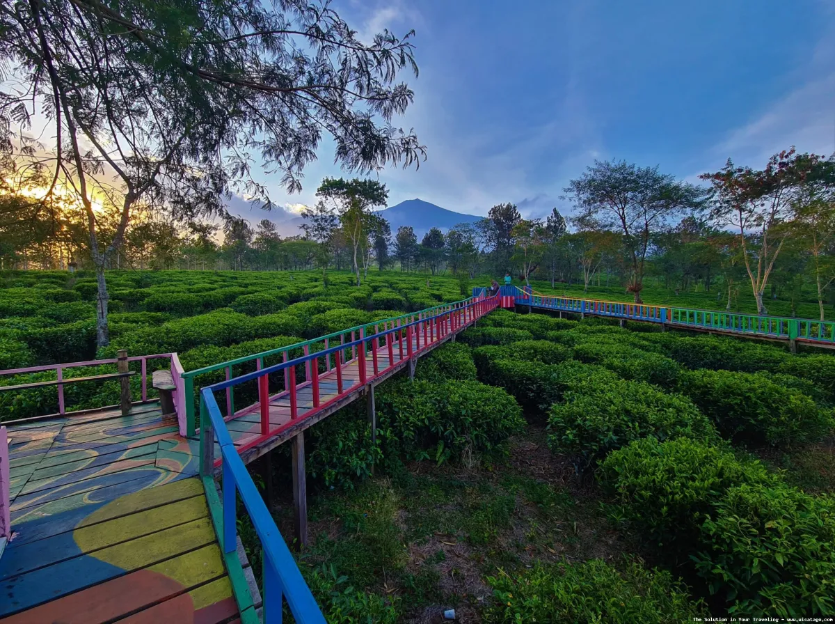 Kebun Teh Ptpn Wonosari nan hijau
