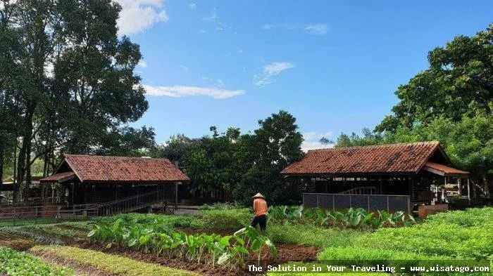 Kuntum Farmfield: suasana alami dan segar