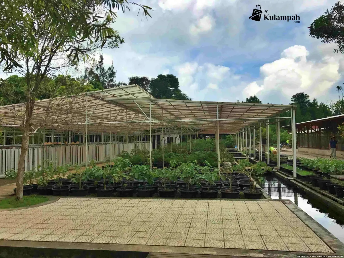 Kuntum Farmfield: Suasana alami pedesaan.