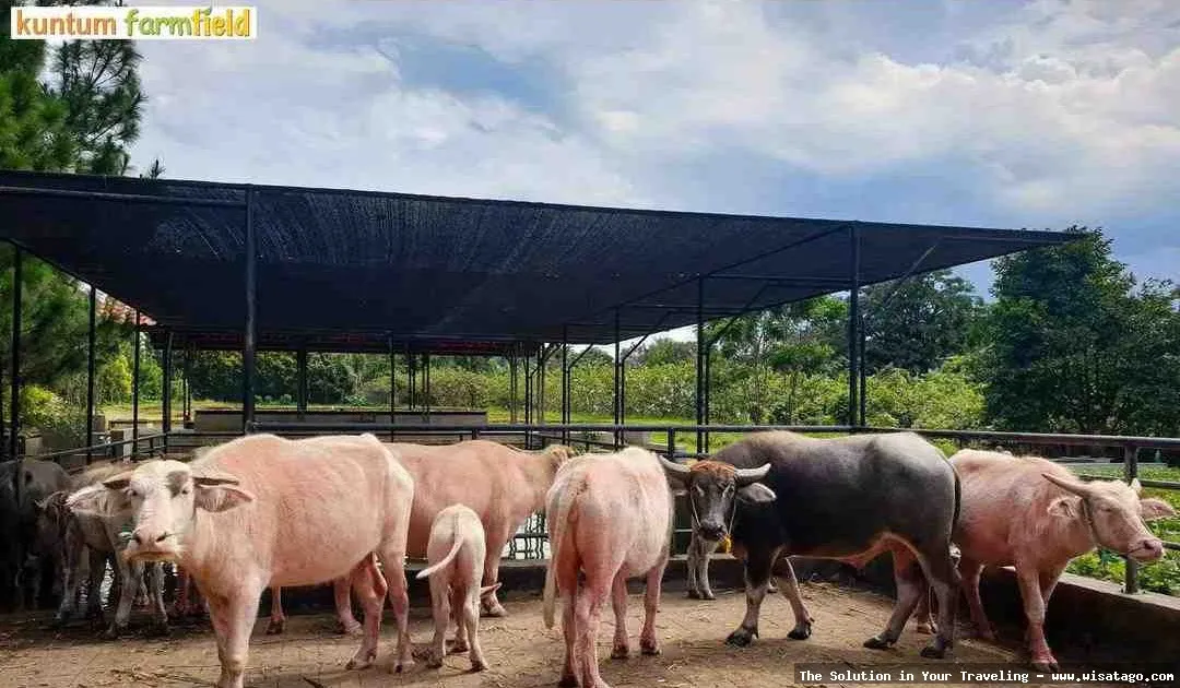 Kuntum Farmfield: suasana pedesaan yang asri