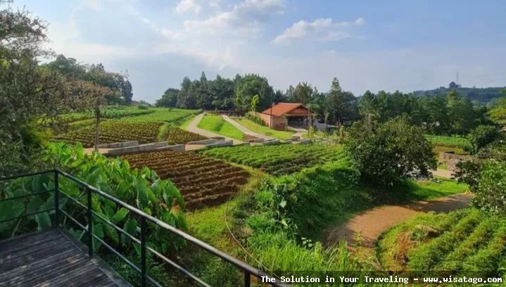 Kuntum Farmfield: keindahan alam pedesaan