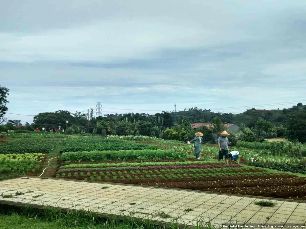 Kuntum Farmfield: suasana alami dan segar