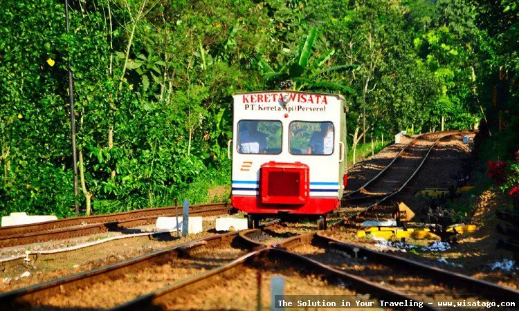 Lori Wisata Kalibaru: asyiknya berkeliling kebun