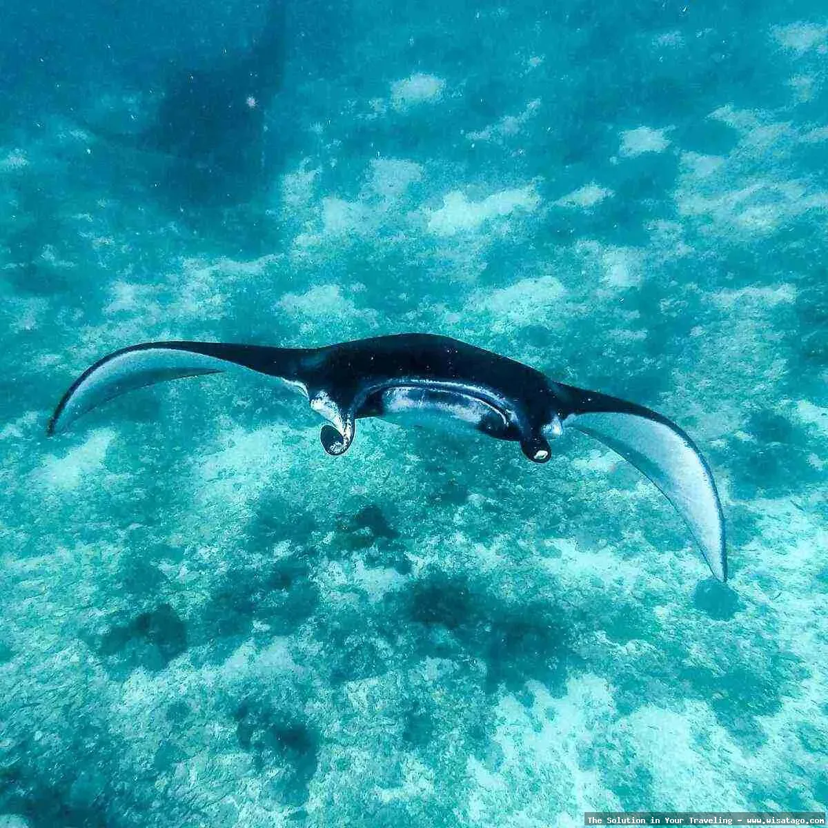 Manta Point Labuan Bajo: Tips, Harga Tiket, Kuliner, Lokasi, Fasilitas dan Spot Manta Point Labuan Bajo: Tips, Harga Tiket, Kuliner, Lokasi, Fasilitas dan Spot