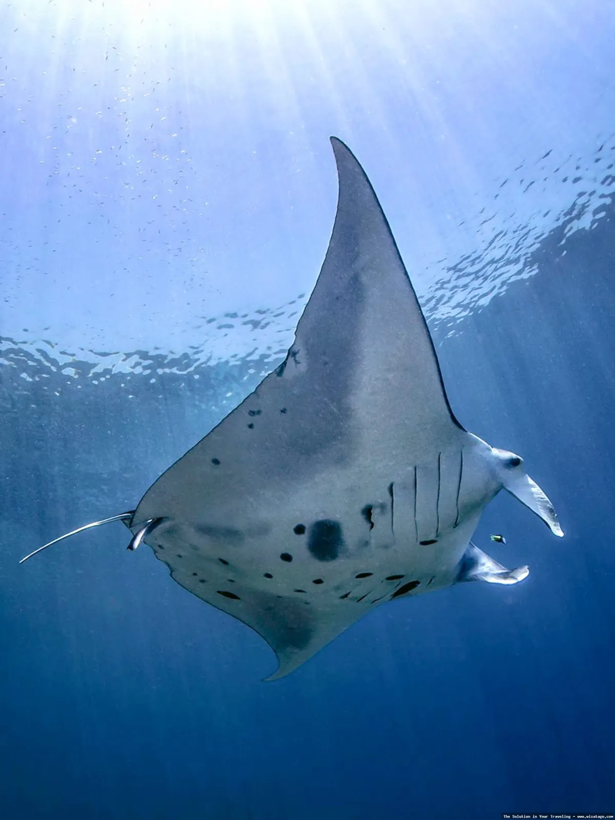 Manta Point Labuan Bajo, surga pari manta
