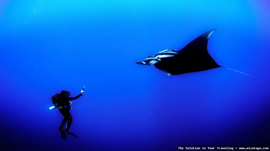 Manta Point Labuan Bajo: surga pari manta