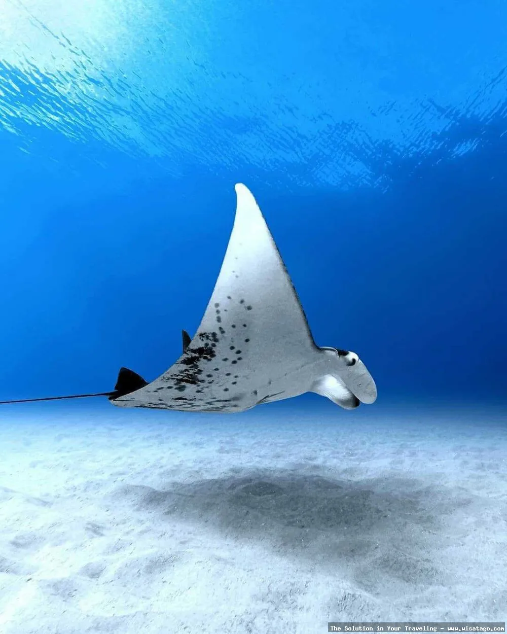 Manta Point Labuan Bajo, menyelam indah