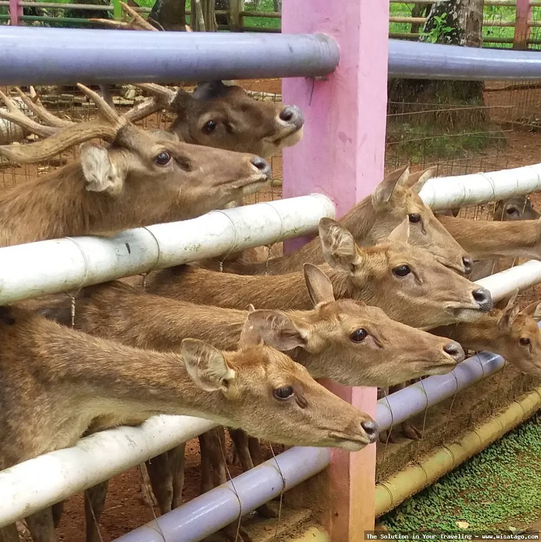 Mini Zoo Kijang, hewan-hewan yang menarik