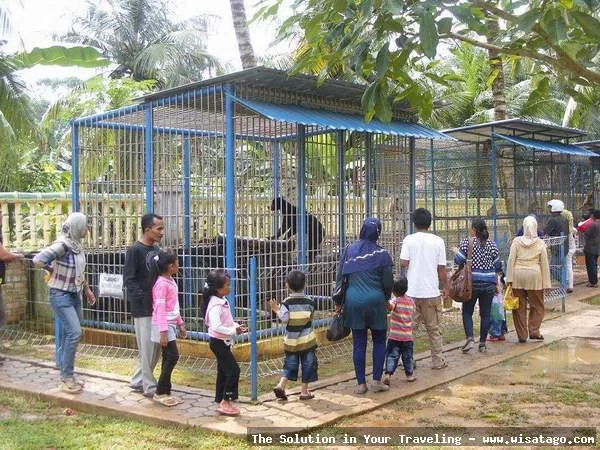Mini Zoo Kijang, koleksi satwa unik.
